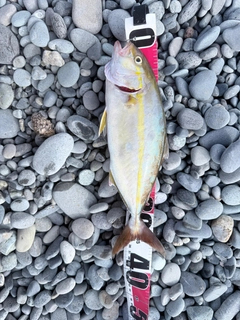 ショゴの釣果