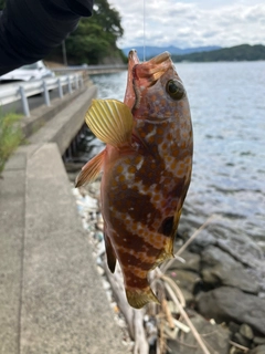キジハタの釣果