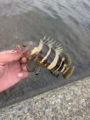 アオハタの釣果