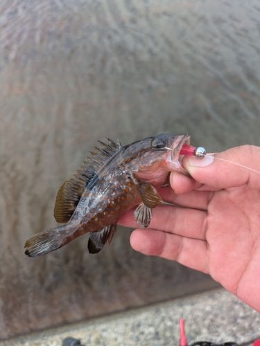 アコウの釣果