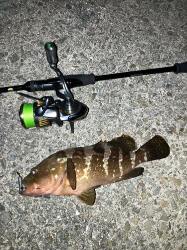 アコウの釣果