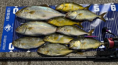 シオの釣果
