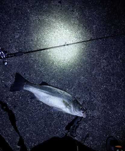ヒラスズキの釣果