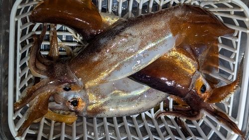 スルメイカの釣果