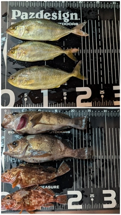 釣果