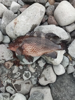 オオモンハタの釣果