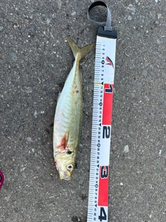 マルアジの釣果