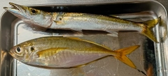 マアジの釣果