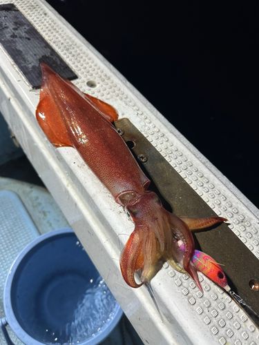 ケンサキイカの釣果