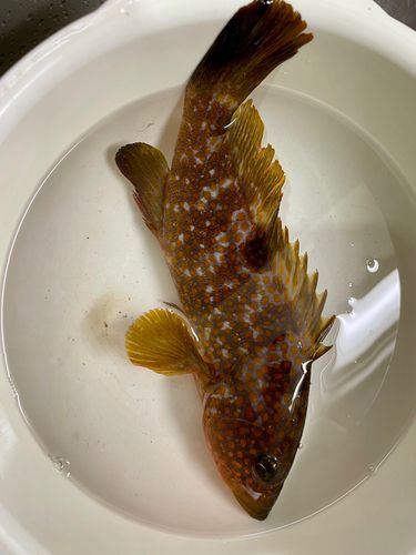 キジハタの釣果