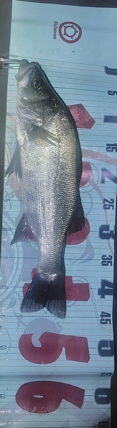 フッコ（ヒラスズキ）の釣果