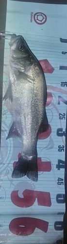 フッコ（ヒラスズキ）の釣果