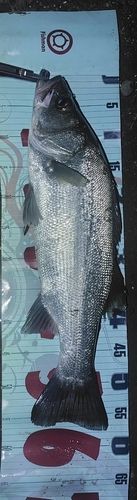 フッコ（ヒラスズキ）の釣果