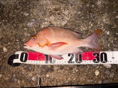 ヒメフエダイの釣果