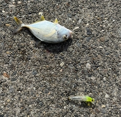 メッキの釣果