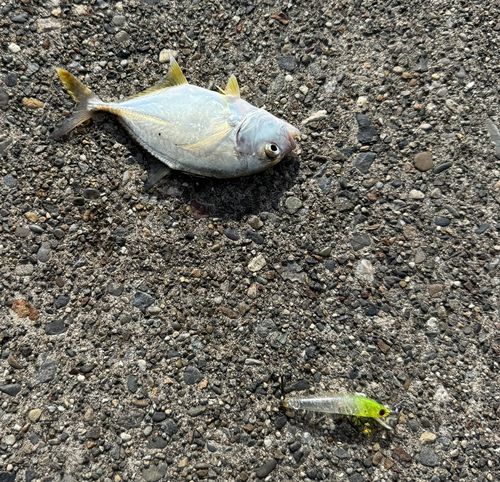 メッキの釣果