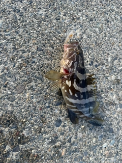 クエの釣果