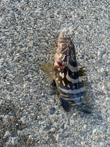 クエの釣果