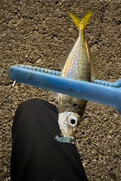 マアジの釣果