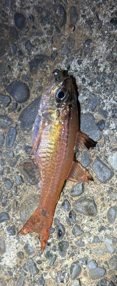 ネンブツダイの釣果