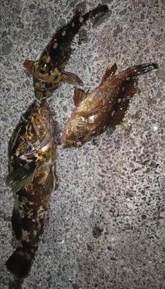 タケノコメバルの釣果