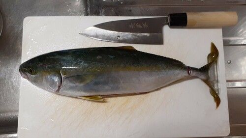 イナダの釣果