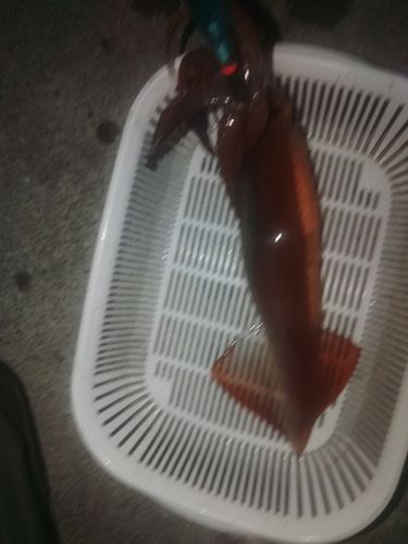 スルメイカの釣果