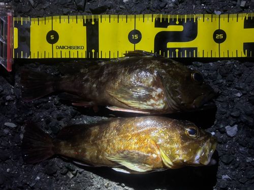 カサゴの釣果