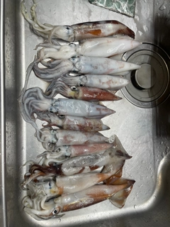 アカイカの釣果