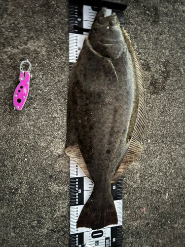 ヒラメの釣果