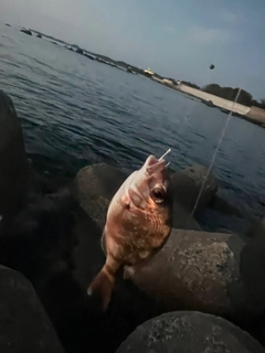 マダイの釣果