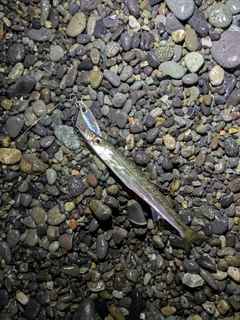 カマスの釣果