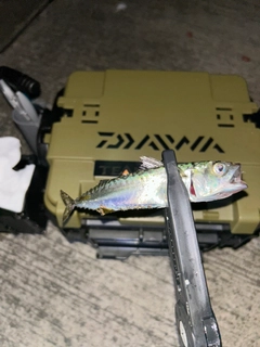 クロソイの釣果