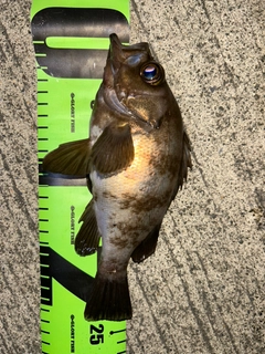 メバルの釣果