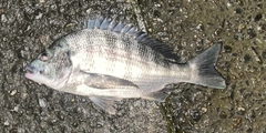 クロダイの釣果