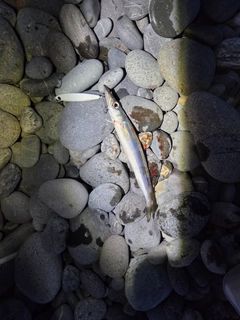 カマスの釣果
