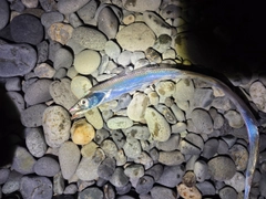 タチウオの釣果