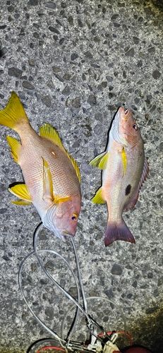 シブダイの釣果