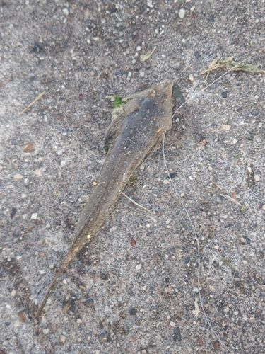 メゴチの釣果