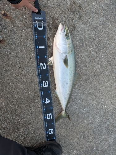 ハマチの釣果