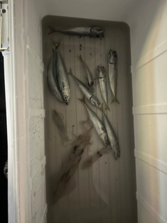 ケンサキイカの釣果