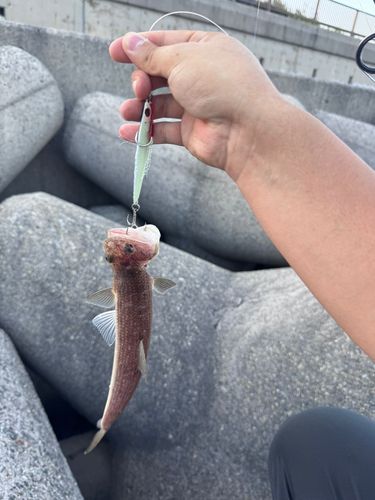 エソの釣果