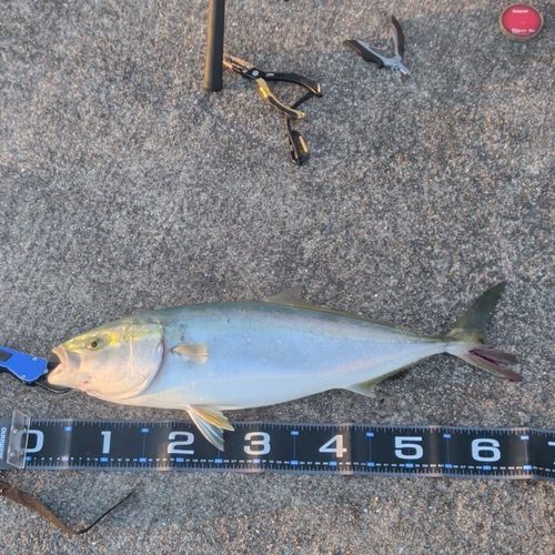 メジロの釣果