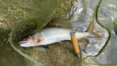 アユの釣果