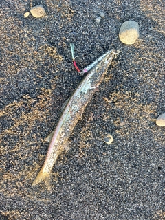 カマスの釣果