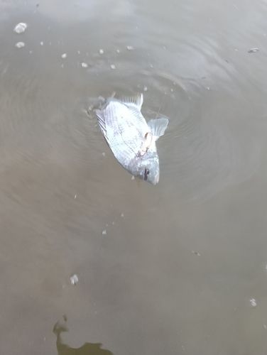 キビレの釣果