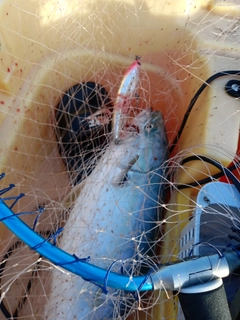 ワラサの釣果