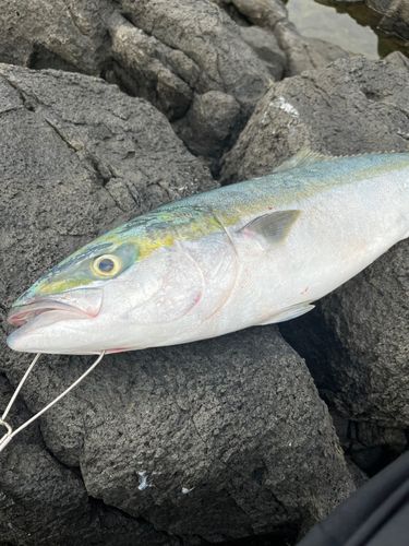 メジロの釣果