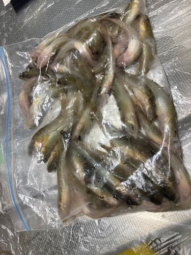 マハゼの釣果