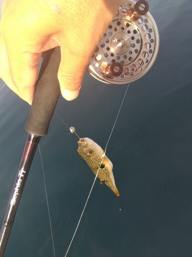 フグの釣果